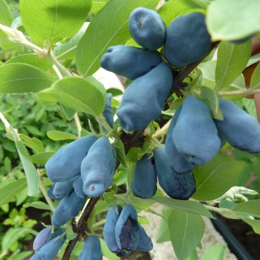 Жимолость "Новинка" Lonicera caerulea