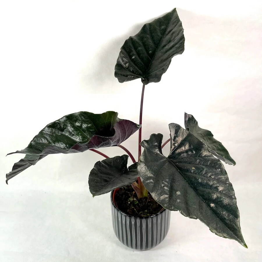 Алоказия Блэк Вельвет Alocasia Black Velvet