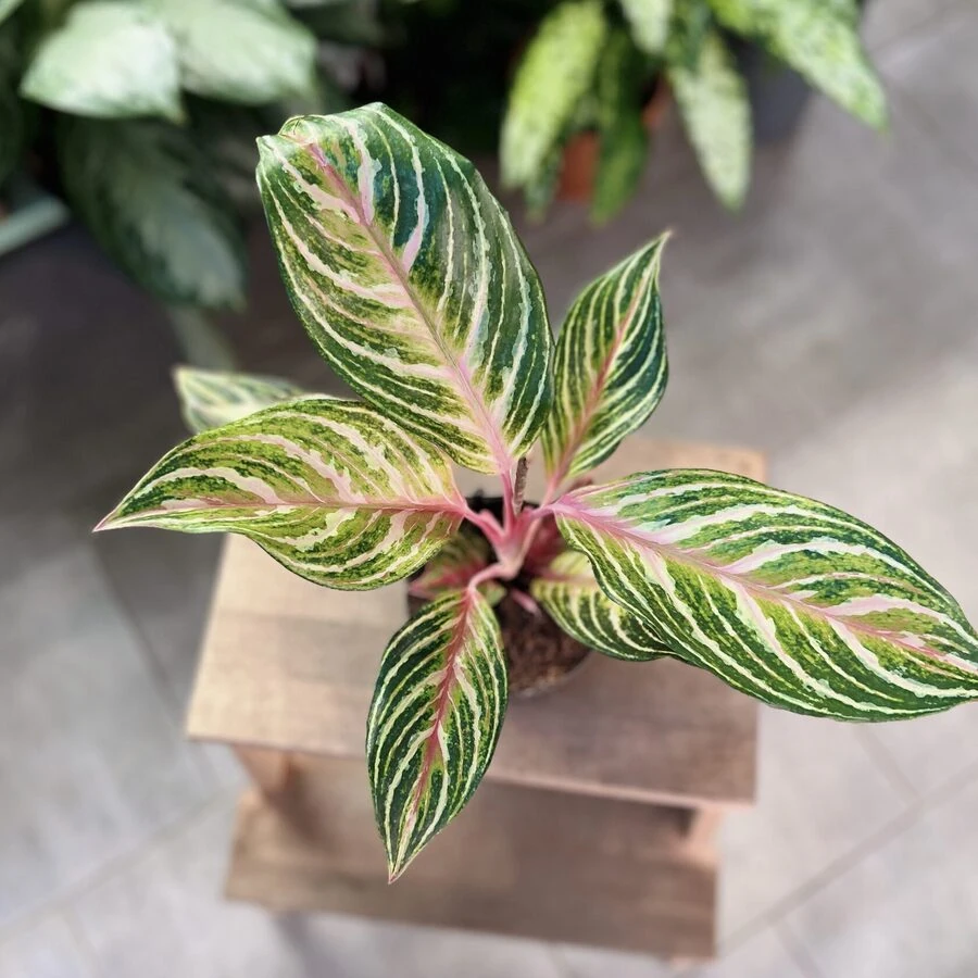Аглаонема Дримкатчер Aglaonema Dreamcatcher
